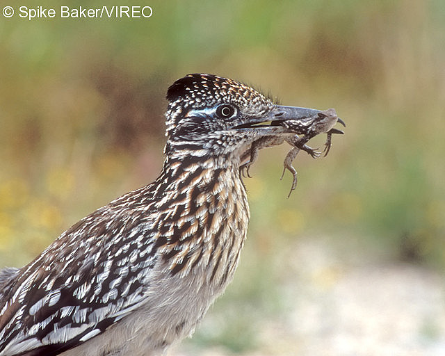 Greater Roadrunner b61-2-026.jpg